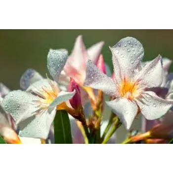 Pretty Arali Flowers 1a-arali flower-4449340-24213.webp